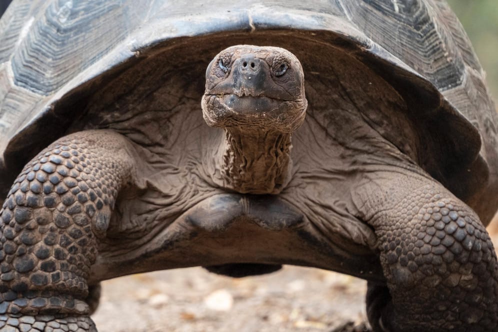 Auf den Galápagos-Inseln haben Forscher eine neue Riesenschildkrötenart entdeckt. (Symbolfoto)