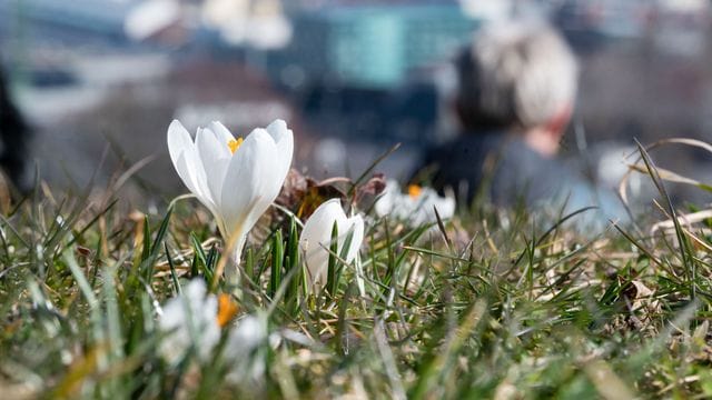 Weißer Krokus