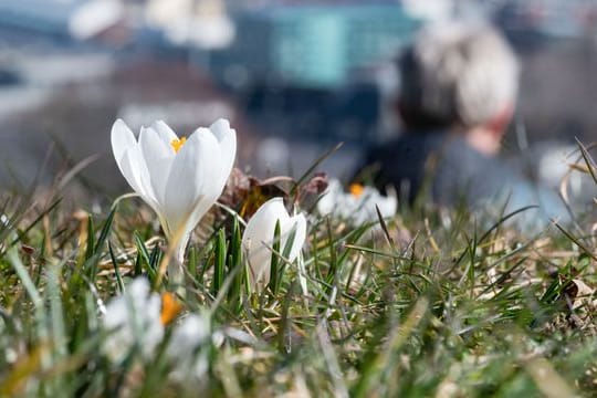 Weißer Krokus