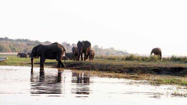 Namibia und das benachbarte Botsuana galten jahrzehntelang als eine Art Vorreiter beim Tierschutz. Namibia und das benachbarte Botsuana galten jahrzehntelang als eine Art Vorreiter beim Tierschutz.