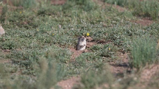 Mongolische Brandt-Wühlmäuse halten das Gras vor ihrem Bau kurz, um eine bessere Sicht auf ihre Fressfeinde zu haben.