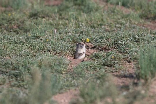 Mongolische Brandt-Wühlmäuse halten das Gras vor ihrem Bau kurz, um eine bessere Sicht auf ihre Fressfeinde zu haben.