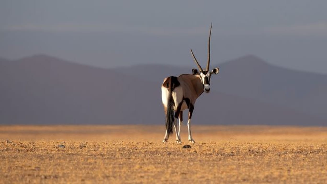 Ein Spießbock im Namib-Naukluft-Nationalpark: Der dramatische Schwund der Artenvielfalt ist nach wissenschaftlichen Studien eine beispiellose Bedrohung für die Gesundheit und Nahrungsmittelsicherheit der Menschen.