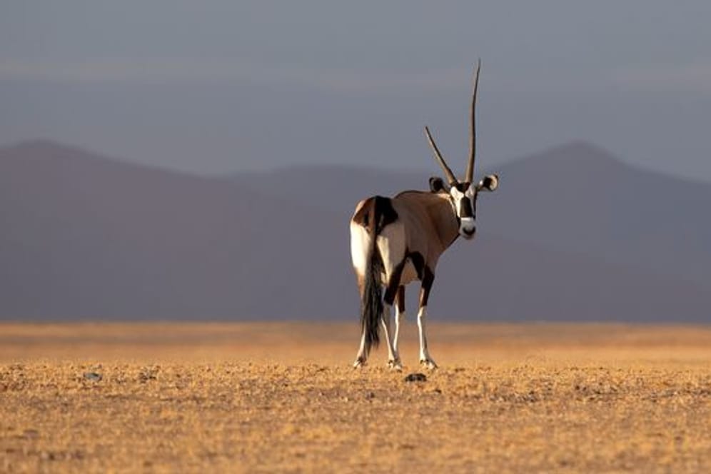 Ein Spießbock im Namib-Naukluft-Nationalpark: Der dramatische Schwund der Artenvielfalt ist nach wissenschaftlichen Studien eine beispiellose Bedrohung für die Gesundheit und Nahrungsmittelsicherheit der Menschen.