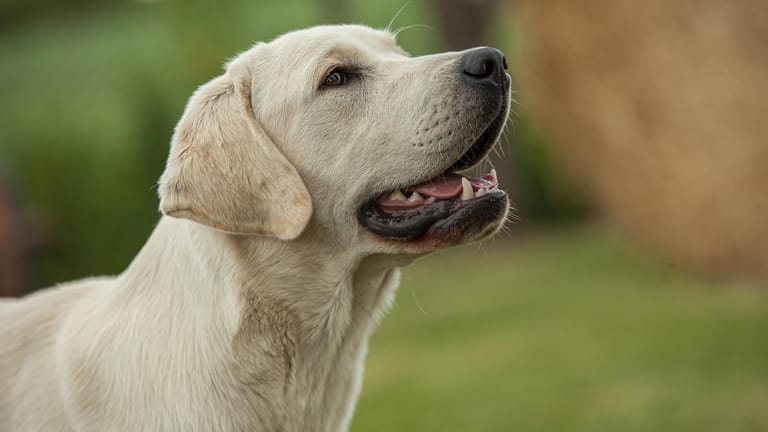Ein Labrador (Symbolbild): Der Hund einer Spaziergängerin hat die Seniorin laut Polizei gerade noch rechtzeitig aufgespürt.