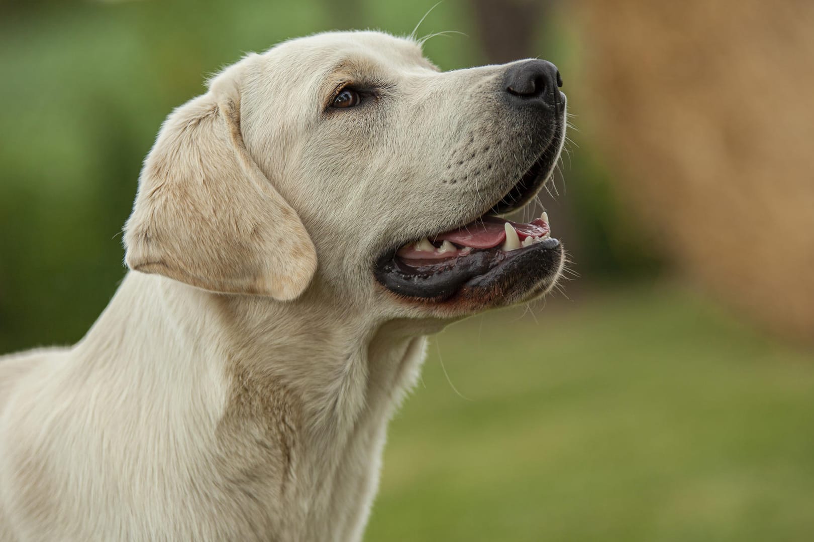 Ein Labrador (Symbolbild): Der Hund einer Spaziergängerin hat die Seniorin laut Polizei gerade noch rechtzeitig aufgespürt.