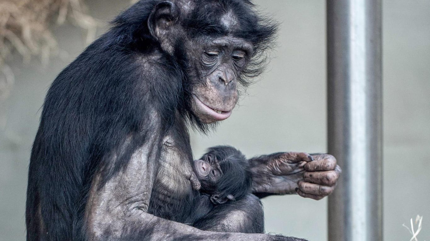 Bonobo-Weibchen "Banbo" mit Nachwuchs (Archivfoto): Im Affenhaus der Wilhelma ist Nachwuchs da.