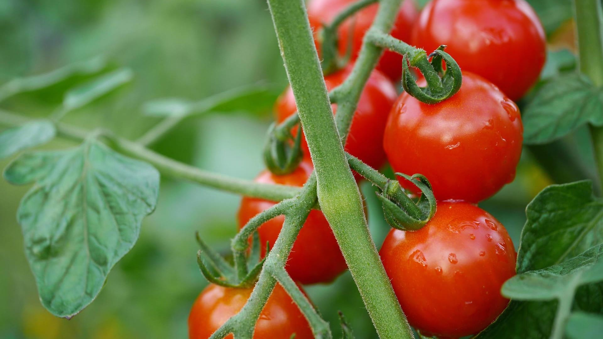 Reife Tomaten: Nehmen Sie sich fürs Gießen etwas Zeit – Tomaten möchten langsam gewässert werden.