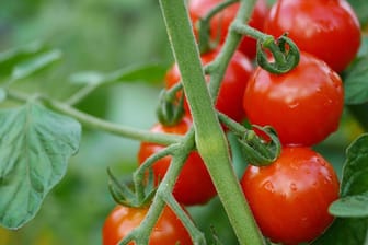 Reife Tomaten: Nehmen Sie sich fürs Gießen etwas Zeit – Tomaten möchten langsam gewässert werden.