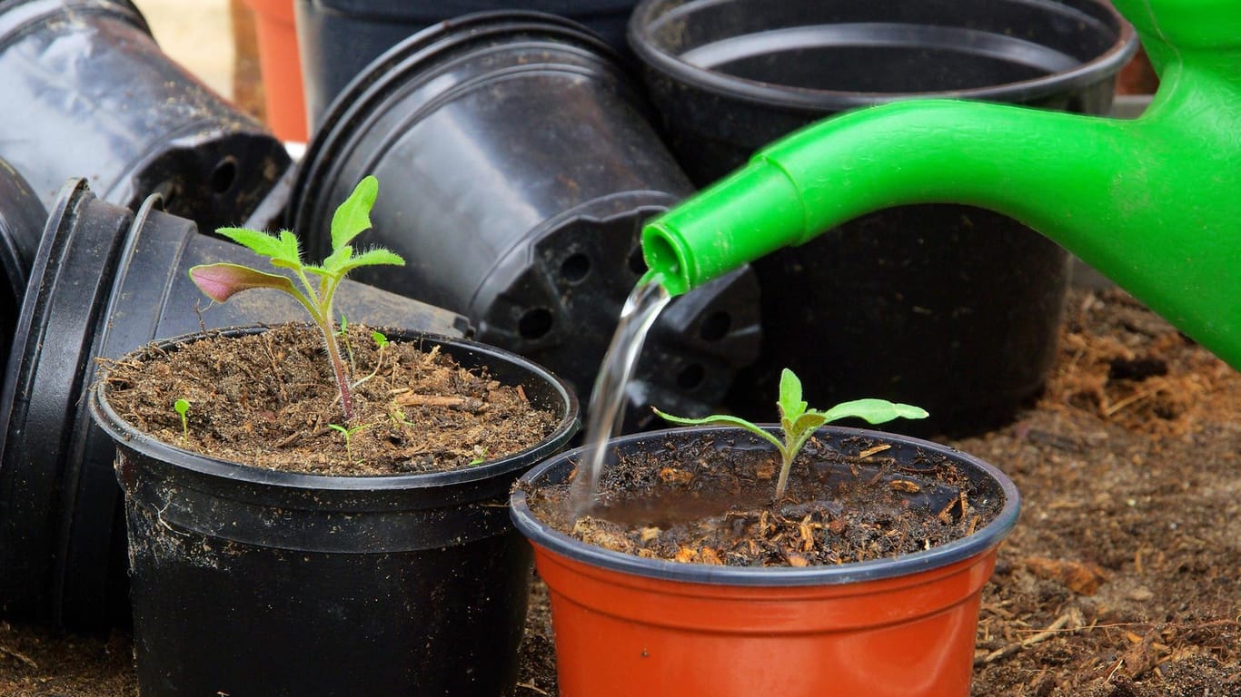 Pflanzenpflege: Die Blätter der Tomatenpflanze sollten beim Gießen trocken bleiben.