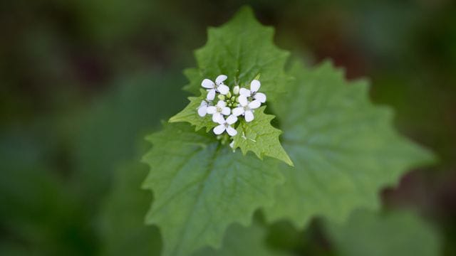 Die Knoblauchsrauke (Alliaria petiolata) verströmt beim Zerreiben einen knoblauchartigen Geruch.