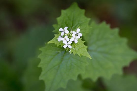 Die Knoblauchsrauke (Alliaria petiolata) verströmt beim Zerreiben einen knoblauchartigen Geruch.