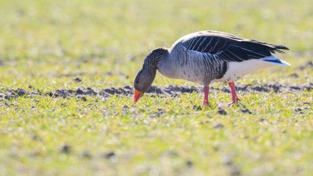 Wildgänse sorgen für massive Ernteausfälle Wildgänse sorgen für massive Ernteausfälle