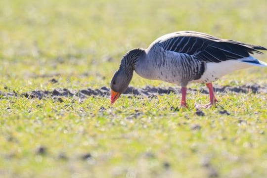 Wildgänse sorgen für massive Ernteausfälle