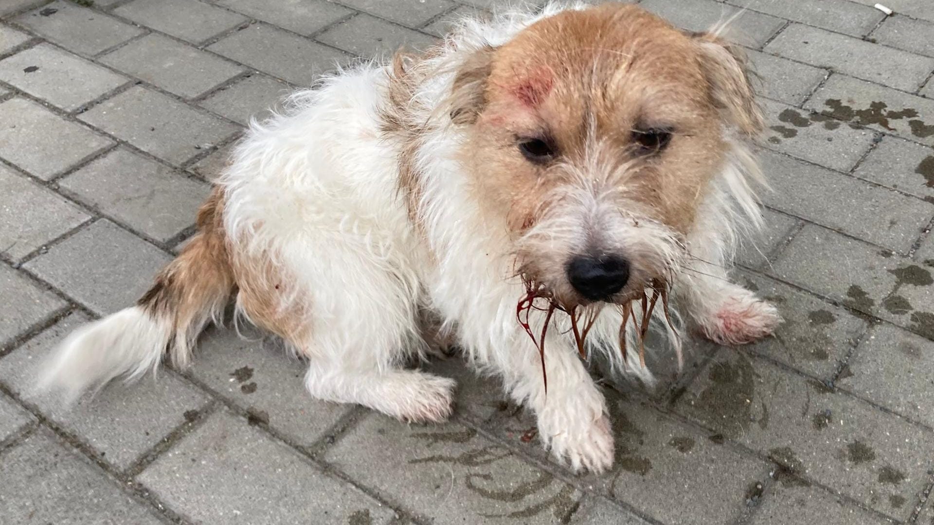 Mischlingshund Eddie nach seiner Rettung in der letzten Woche: Nun wurde sein mutmaßlicher Peiniger tot ausgefunden. Mischlingshund Eddie nach seiner Rettung in der letzten Woche: Nun wurde sein mutmaßlicher Peiniger tot ausgefunden.