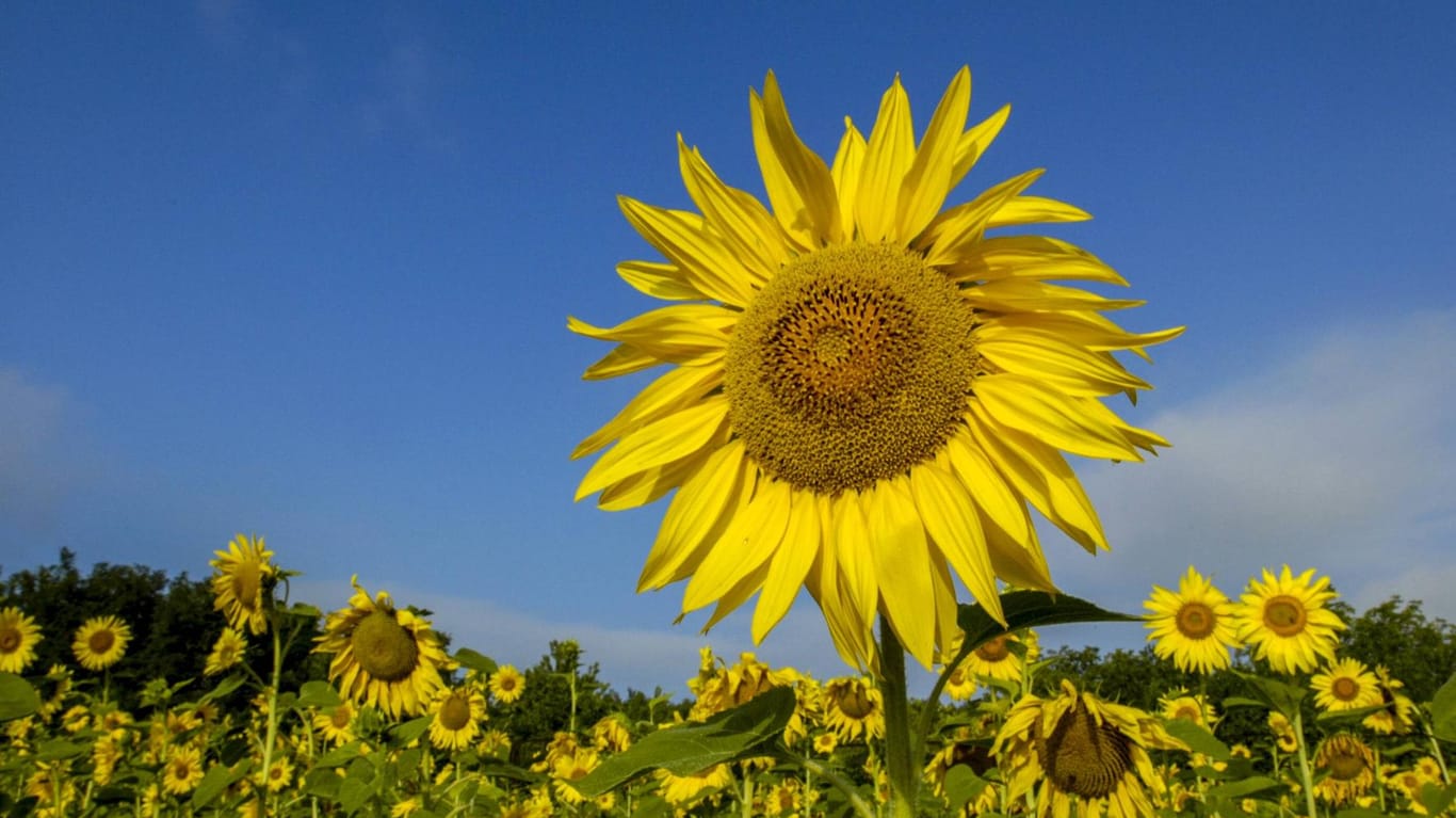 Sonnenblumenfeld in der Westukraine