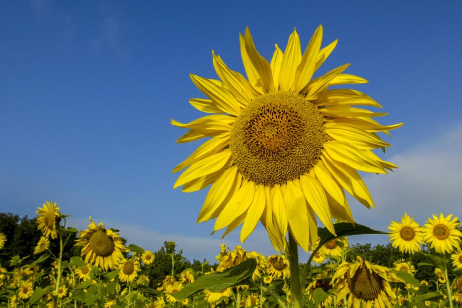 Sonnenblumenfeld in der Westukraine