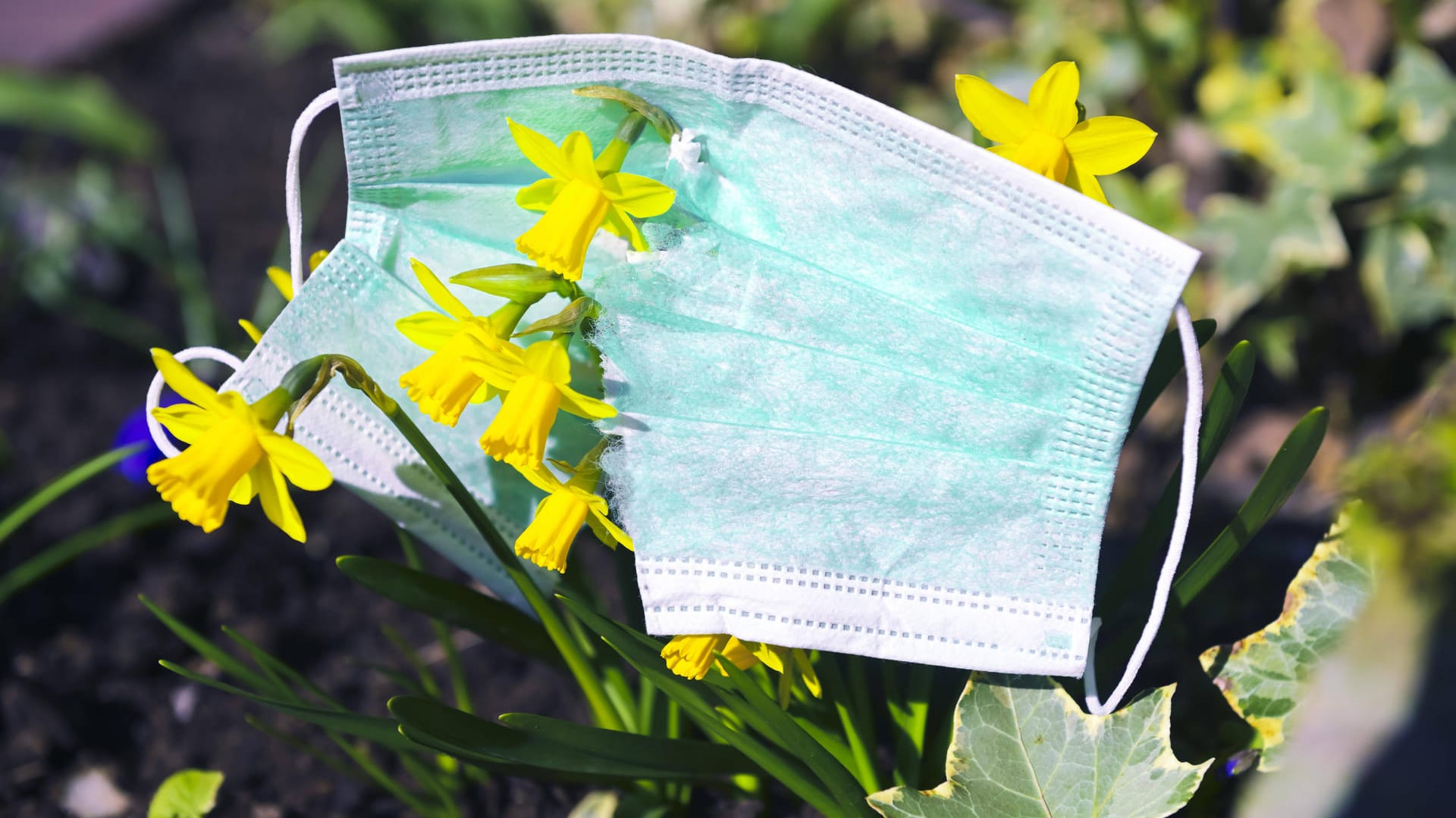 Zerrissene Schutzmaske hängt über Narzissen in einem Blumenbeet (Symbolbild): Bremen verlängert Corona-Regeln.