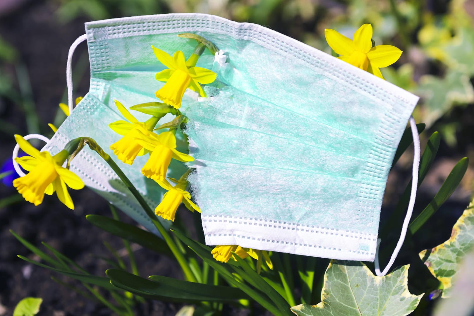 Zerrissene Schutzmaske hängt über Narzissen in einem Blumenbeet (Symbolbild): Bremen verlängert Corona-Regeln.