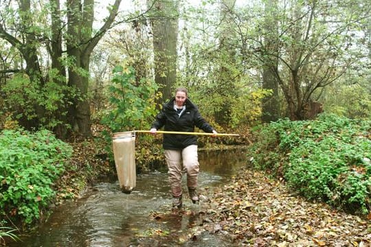 Andrea Sundermann untersucht seit Jahren den Urselbach nahe Frankfurt für die Senckenberg Gesellschaft für Naturforschung.