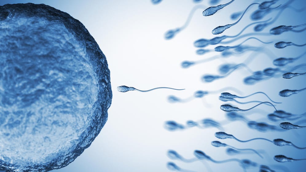 Illustration einer Befruchtung: Spermien sind ausgesprochen empfindlich.
