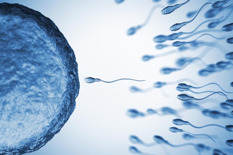 Illustration einer Befruchtung: Spermien sind ausgesprochen empfindlich.