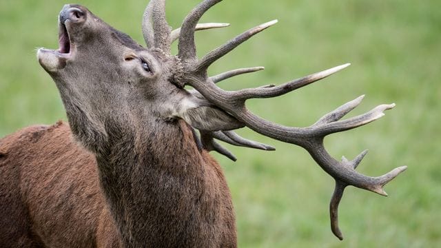 Forscher warnen vor einer geringen genetischen Vielfalt beim Rotwild in Deutschland.