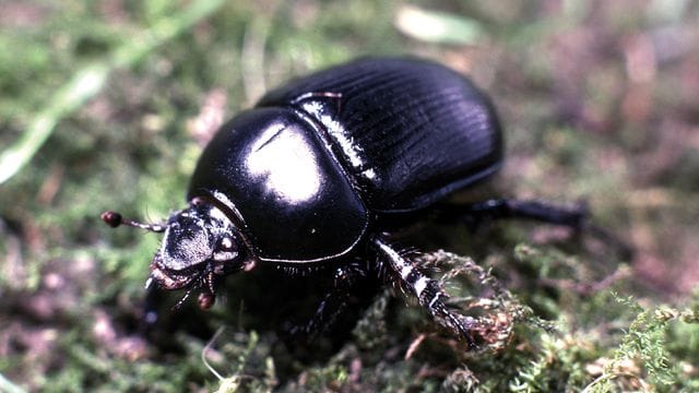 Vom Aussterben bedroht: Laut Auswertungen sind mehr als ein Viertel der Insektenarten in Deutschland betroffen.