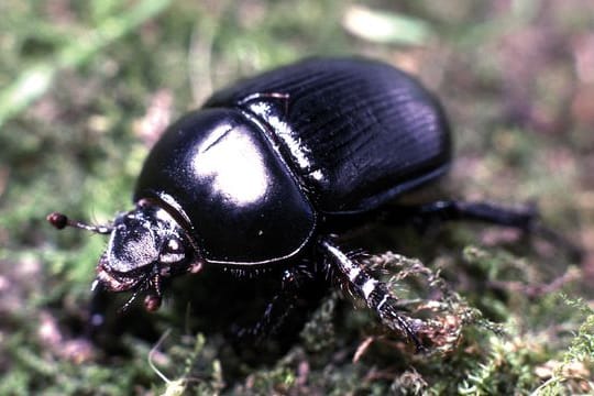 Vom Aussterben bedroht: Laut Auswertungen sind mehr als ein Viertel der Insektenarten in Deutschland betroffen.