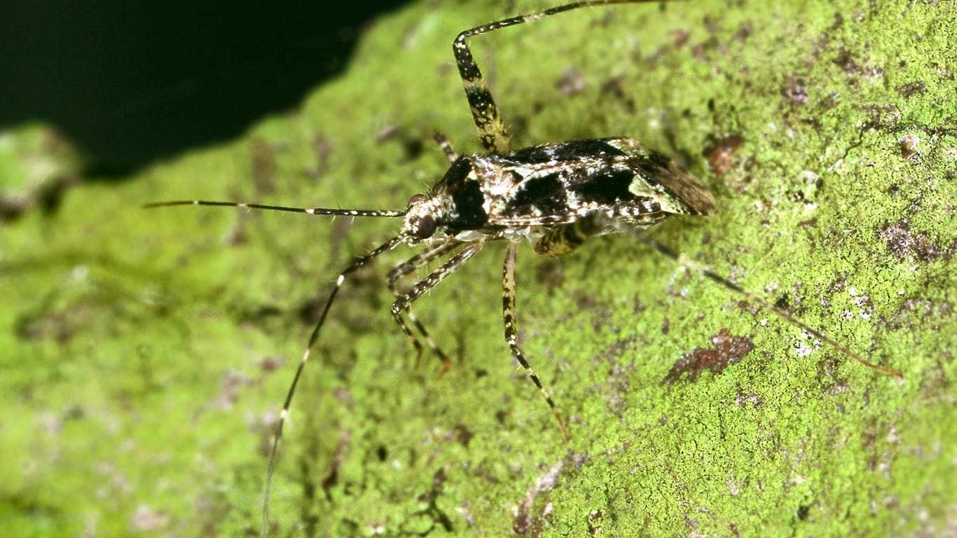 Phytocoris hirsutulus im Bestand gefährdet: Auch dieses Insekt ist laut Bundesamt für Naturschutz (BfN) auf der roten Liste.