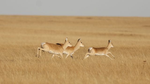 Eine Gruppe von mongolischen Gazellen.