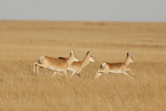 Eine Gruppe von mongolischen Gazellen.