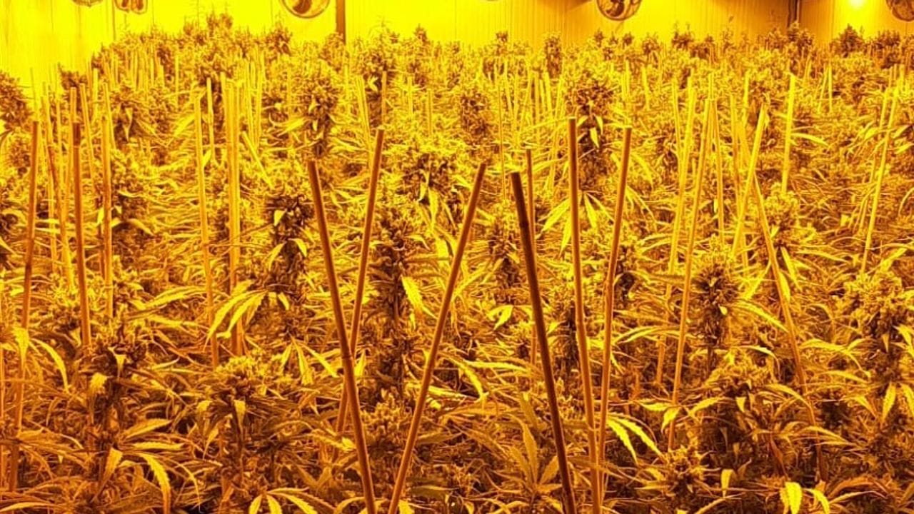 Drogenplantage, die bei einer großen Durchsuchungsaktion in NRW entdeckt wurde. Drogenplantage, die bei einer großen Durchsuchungsaktion in NRW entdeckt wurde.