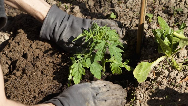 Bodenqualität: Tomatenpflanzen wachsen am liebsten in sehr nährstoffreicher Erde.