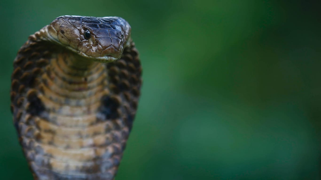 Eine Monokelkobra (Symbolbild): Zollbeamte haben nahe Regensburg fünf giftige Kobras und eine tote Python in einem Auto gefunden.
