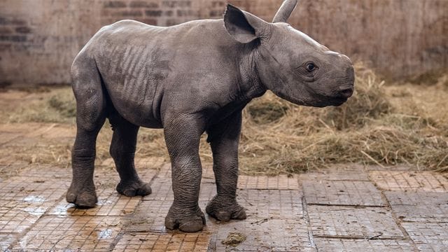 Das weibliche Spitzmaulnashorn Kyiv im Zoo in Königinhof an der Elbe. Das weibliche Spitzmaulnashorn Kyiv im Zoo in Königinhof an der Elbe.