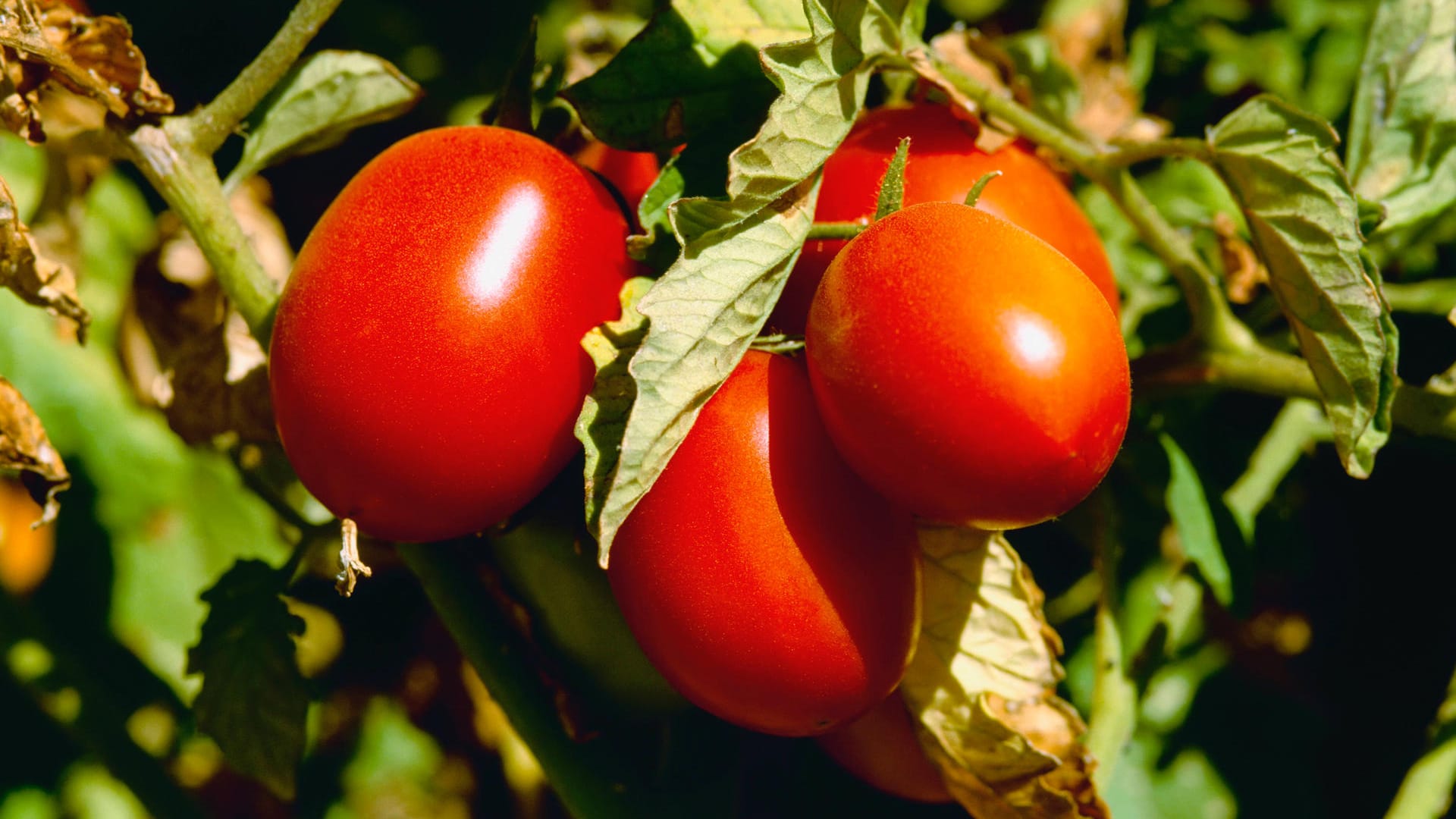 Tomate: Wenn die Pflanze gelbe Blätter bekommt, kann das verschiedene Ursachen haben. Mit etwas Glück lässt es sich kurieren.