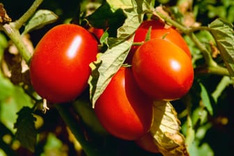 Tomate: Wenn die Pflanze gelbe Blätter bekommt, kann das verschiedene Ursachen haben. Mit etwas Glück lässt es sich kurieren.