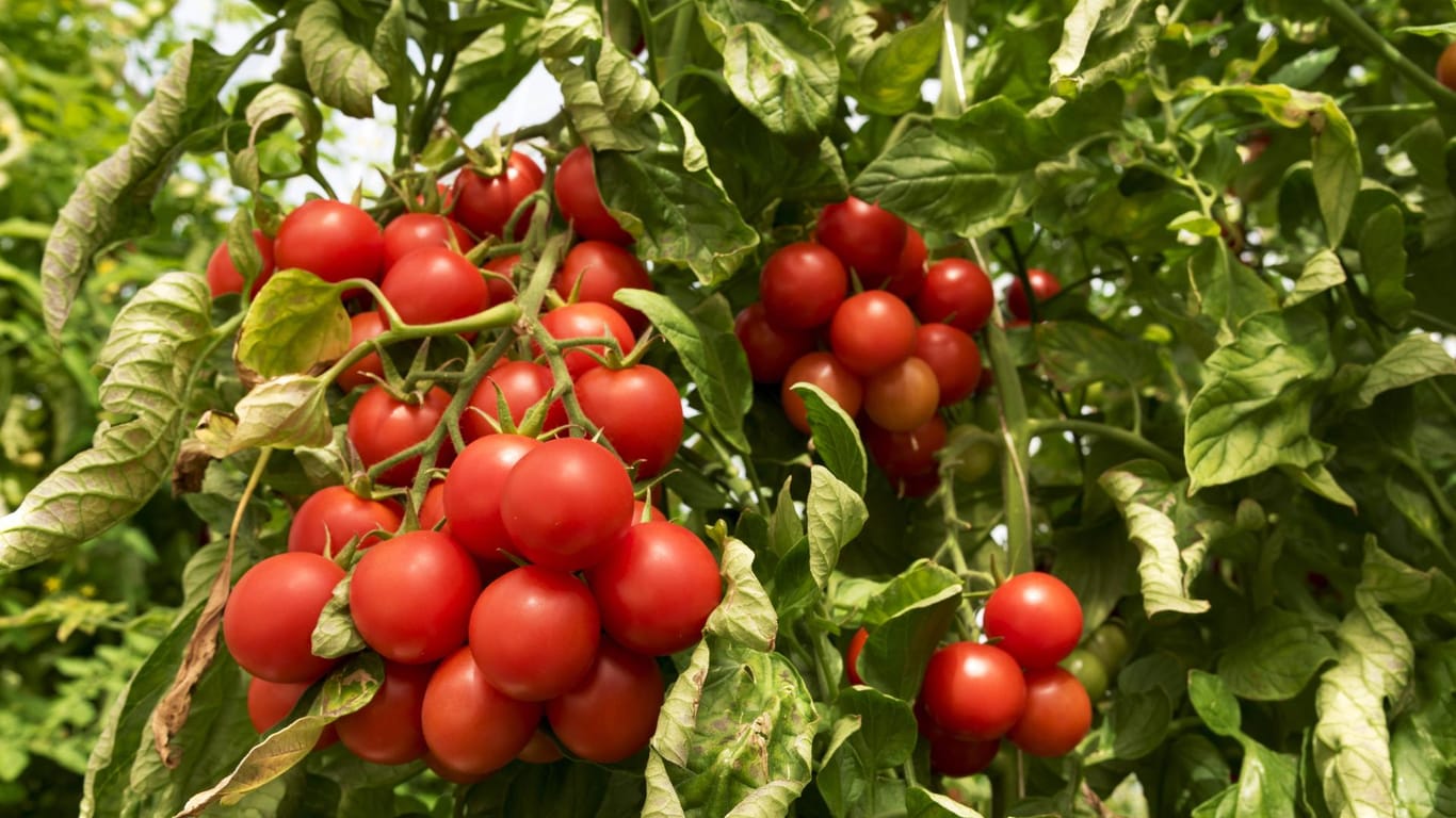 Tomatenpflanze: Nach der Ernte ist Schluss? Nicht unbedingt. Sie können die Pflanze tatsächlich durch den Winter bringen – wenn Sie ein paar Dinge beachten.