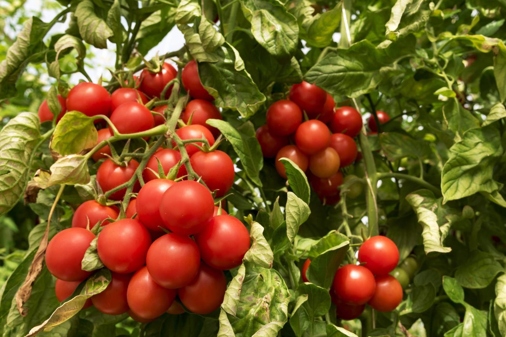 Tomatenpflanze: Nach der Ernte ist Schluss? Nicht unbedingt. Sie können die Pflanze tatsächlich durch den Winter bringen – wenn Sie ein paar Dinge beachten.