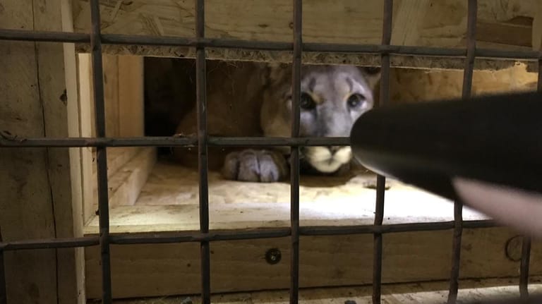 Puma in der Box: Das Tier musste von einem Tierarzt betäubt werden.