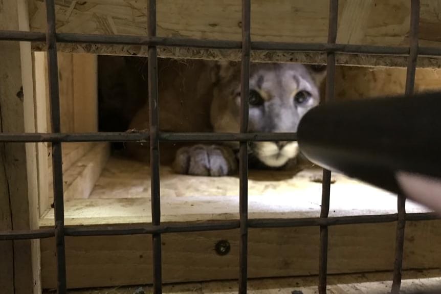 Puma in der Box: Das Tier musste von einem Tierarzt betäubt werden.