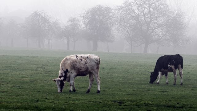 Leichter Nebel