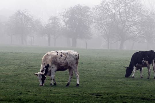 Leichter Nebel