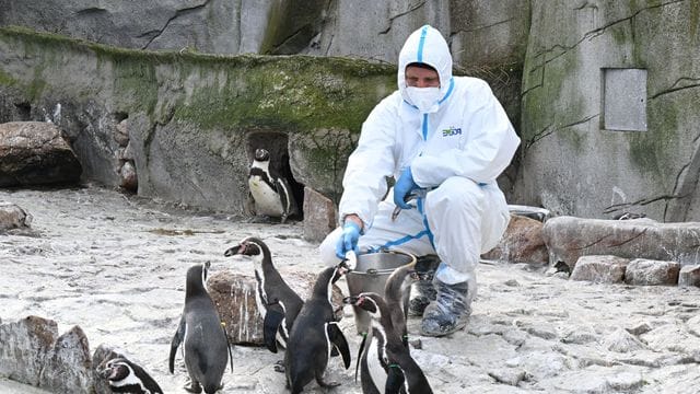 Maßnahmen gegen Vogelgrippe im Karlsruher Zoo