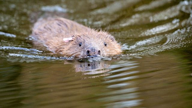 Die Biber sollen zur Wiederherstellung natürlicher Flusslandschaften beitragen.