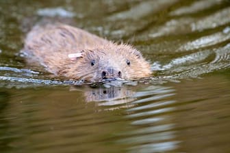 Die Biber sollen zur Wiederherstellung natürlicher Flusslandschaften beitragen.