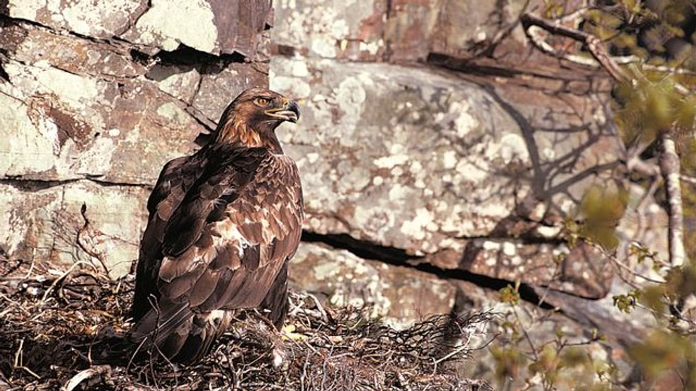 Ein Steinadler (Aquila chrysaetos) sitzt in seinem Nest.