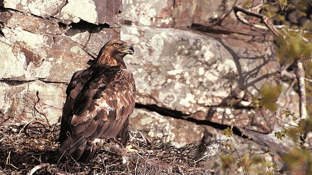 Ein Steinadler (Aquila chrysaetos) sitzt in seinem Nest.