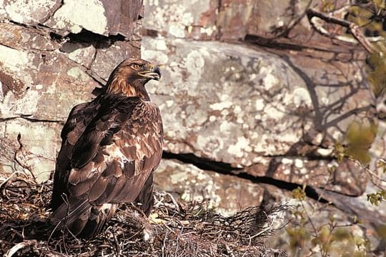 Ein Steinadler (Aquila chrysaetos) sitzt in seinem Nest.